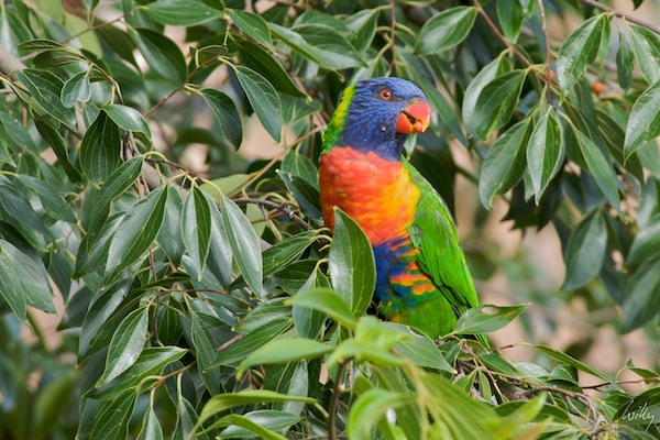 AustraliaEast 10  062